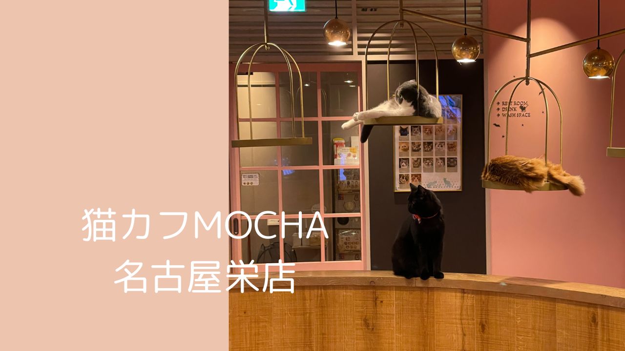 猫 カフェ mocha 名古屋 栄 店