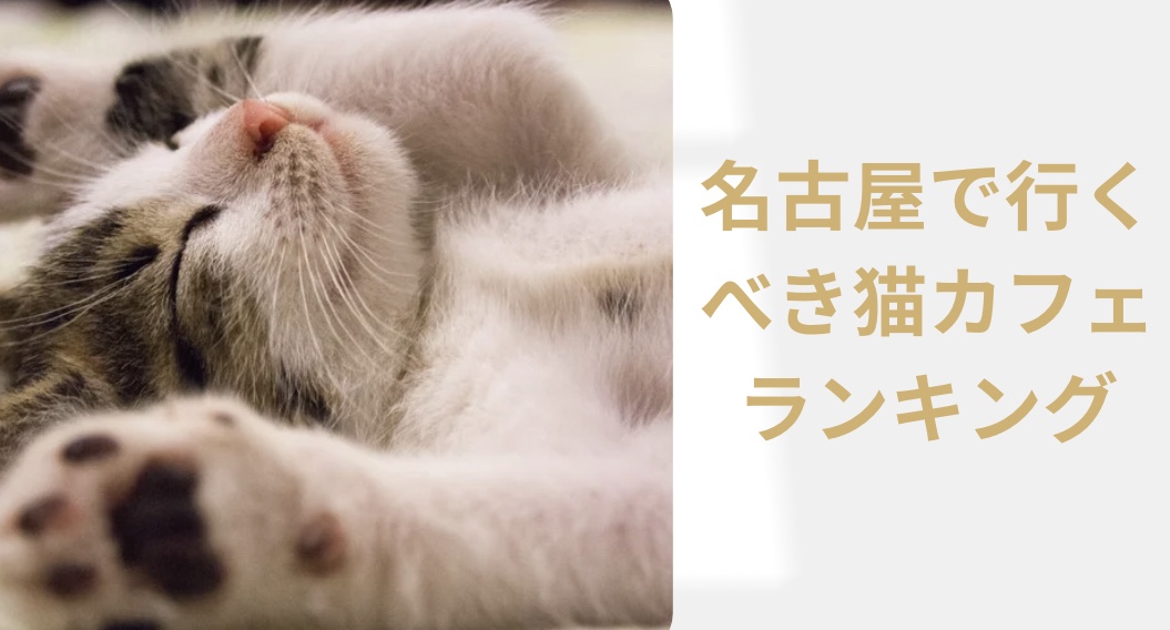 【名古屋】猫カフェ癒されおすすめまとめ【抱っこOKの店舗もあり】