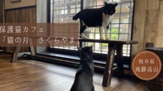 【飛騨高山】新たな魅力発見！保護猫カフェ「猫の月さくらやま」体験記