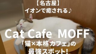 【名古屋】イオンで癒される♪Cat Café MOFFは半個室“猫×本格カフェ”の最強スポット!