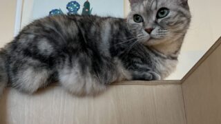 猫カフェMOFF名古屋PARCO店レビュー|1人でも浮かない?半個室や混雑時間を徹底解説!