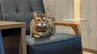 【実録】名古屋・緑区「Cats House ねこや」体験レポ!人懐っこすぎる猫たちと過ごす“神”癒やしタイム