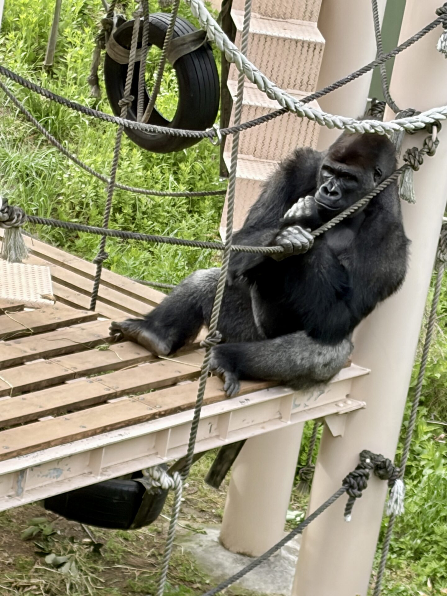 東山動植物園のニシゴリラ。キヨマサ。シャバーニに似てイケメンだった